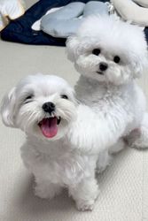 Super Adorable Maltese Puppies