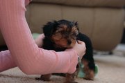 More than Lovely baby Teacup Yorkie Puppies For Adoption